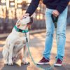 Heavy Duty Dog Leash Set - Reflective Collar, Adjustable Padded Nylon, Comfortable Handle, 5FT (Gray, Small)
