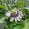 2-Live Passiflora edulis Possum Purple Passion Fruit Starter Plants