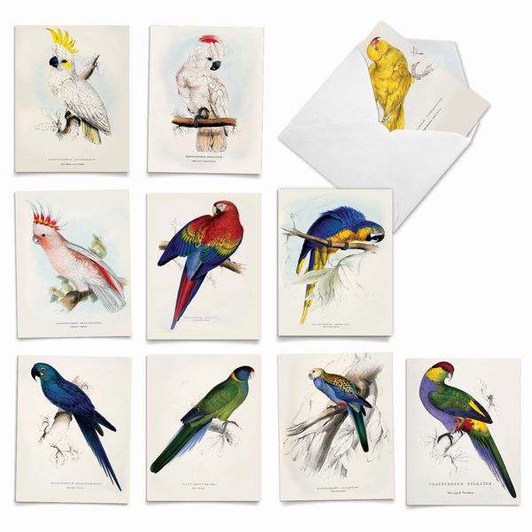 The Best Card Company - Boxed Set of 10 Bird Thank You Notecards with Envelopes 4 x 5.12 inch, Feathered Animal Gratitude - Birds of a Feather M6057