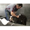 THE BEST "ITS MY BRUSH" FOR PETS