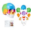 Human Skull Model Anatomical Skull Model 22 Parts 1:1 Colored Skeleton
