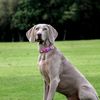 Ancol Rainbow Patterned Adjustable Dog Collar To Fit Neck 30-50 cm Size 2-5