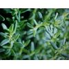 FRESH ORGANIC  HERB  THYME  SEEDS   200 SEEDS