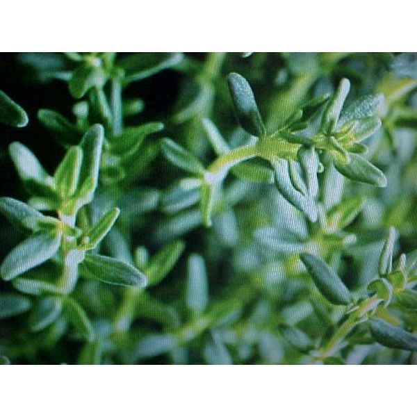 FRESH ORGANIC  HERB  THYME  SEEDS   200 SEEDS