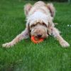 Starmark Everlasting Bento Ball for Dogs, Medium