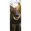 German Shepherd 2025 Slim Calendar