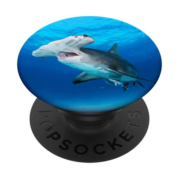 Hammer Shark in Blue Sea Ocean
