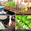 VIVOSUN Nutrients Base A & B Bundle, Liquid Fertilizer Supports Vegetative