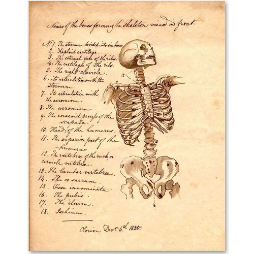 Skeleton - Names of Bones - Great Science Educational Poster and Medical Office Display, Anatomical Skeleton Print, Gift for Nurses, Doctors and Medical Students, 11x14 Unframed Art Print Poster