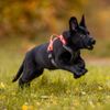 Non-Stop Dogwear Ramble Harness, Purple - S