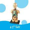 Learning Resources LER3336 Anatomy Model Human Body, Multicoloured