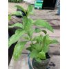 Phoenix Tears Goji Berry 2.5” container, dormant, no leaves