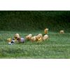 Britains Sheep Set with Sheepdog