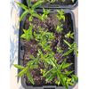 Baobab Seed Variety Pack