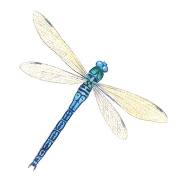 Dragonfly Dragonflies Blue Overglaze Waterslide Ceramic Decals 2.5 Inch (4 Decals)
