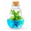Venus Flytrap Terrarium, Signature Product, Zero Care Live Plant
