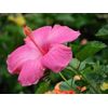 4 Pink Hawaiian Tropical Mix: Cattleya, Plumeria,Ginge
