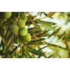 olive leaf oil, OLIVE LEAF EXTRACT 500mg, memory enhancing properties 1B