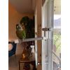 Polly's Deluxe Window and Shower Bird Perch, Small