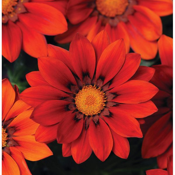 Outsidepride 50 Seeds Perennial Gazania Red Shades Heat & Drought Tolerant Ground Cover Seeds for Planting