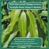 Dried Mango Leaves 2.6oz, Hojas De Mango, Diabetic, Immune & Digestive Tea