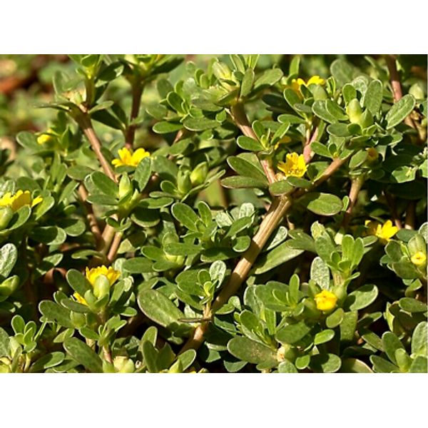 100++ Purslane Herb Seeds (Portulaca oleracea) Organic Pursley Harvested 07/2024