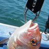 Daiwa Fish Grip V 170 Black