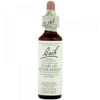 Bach Original Flower Remedies, Star of Bethlehem - Neutralize Grief - Natural Homeopathic Flower Essence for Emotional Balance - Vegan, Gluten Free, Sugar Free - 20mL Dropper