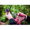 FELCO FELCO322 Model 322 Snips, Red