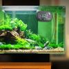 Digiflex Digital LCD Fish Aquarium Marine Vivarium Thermometer