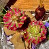 ​Echeveria 'Pink Witch Succulent Plants,  4" Green Imported