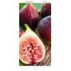 6 Cuttings branches Hardy Chicago Organic Fig Tree plant