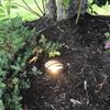 LED Well Light Low Voltage Landscape Lighting Garden Deck Light In-ground