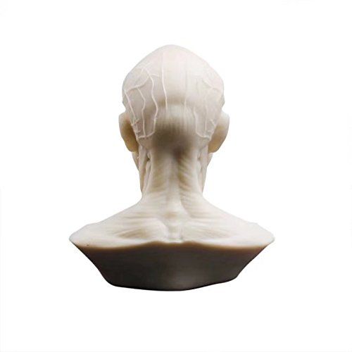 BoNew-Oral Human Model Anatomy Skull Head Muscle Bone Medical Art for The School