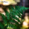 Wild Ferns Manuka Honey Rejuvenating Face Pack
