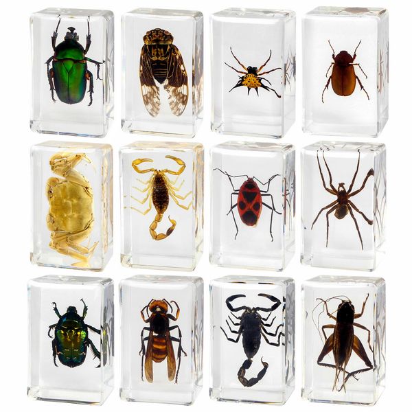 12 Pcs Insect Resin Specimen, Bugs Collection Resin Animal Taxidermy Paperweights Kit Science Education Classroom Specimen with Magnifying Glass for Kids Children's Day Gift