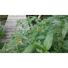 His Majesty's Jewelweed Salve