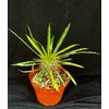 Pachypodium lamerei,  succulent