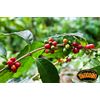 Yaucono Instant Decaf Coffee in Glass Jar, 3.6 Ounce (Pack of 1)