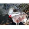 Puzzle Design reed Dibule 55S #022 Ghost Bait D55S-022