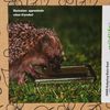 Wildlife World Hedgehog Water Bowl