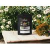 Immunity Tea - Elderberry and Echinacea