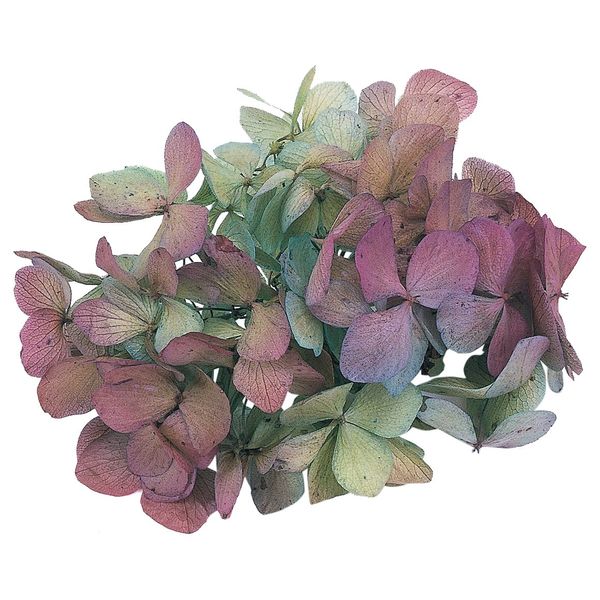 Tohoku Kazai TOKA Dry Flowers, Soft Hydrangea Color, Bordeaux x Green, Approx. 2.5 Flowers 64143