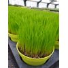 Ultrasoft Grass - Soft Cat Grass - 18,000 Seeds
