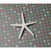 White Finger Starfish 2-3" | 1 pc.