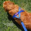 EzyDog Quick Fit Dog Harness - Premium Padded No-Pull Harness, Burnt Orange, Medium