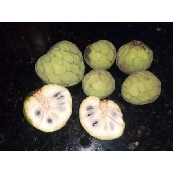 5 Organic Cherimoya/Custard Sugar Apple Tropical Fruit Seeds.US grown seeds.