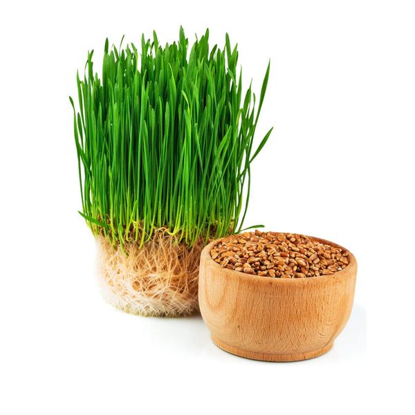 Todd's Seeds - Hard Red Wheatgrass - 5 Lb's - Sprouting Wheat Grass Seeds for Sale - Plant & Grow Wheatgrass, Flour, Grain & Bread - Wheatgrass Juice - Excellent Germination - Sprouting Seeds - Sprouted Wheat