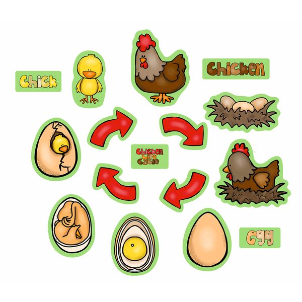 Chicken Life Cycle Felt Figures for Flannel Board Stories