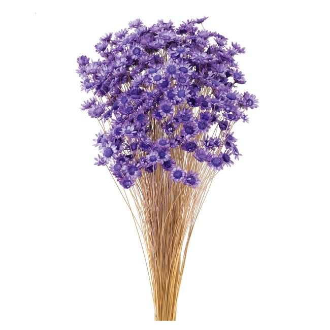 Earth Farms Dry Flower suta-hurawa-・burossamu Insert (G) Light Purple do30191 – 411